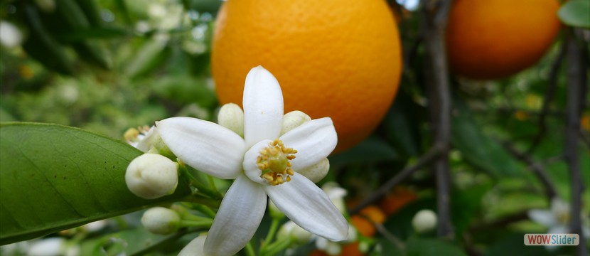 Ofrece productos de Calidad como